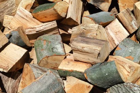 Cut oak and beech trees for harvesting for the winter 写真素材