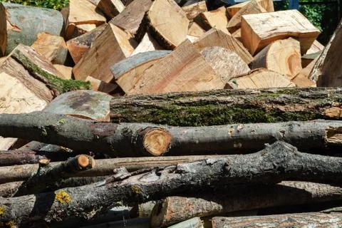 Cut oak and beech trees for harvesting for the winter 스톡 사진