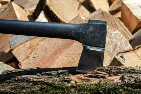 Cut oak and beech trees for harvesting for the winter Fotos de archivo