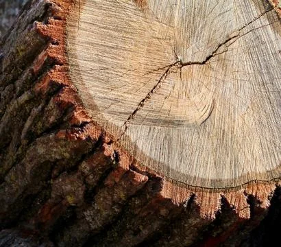 Cut Oak Log Cross Section Stock Photos