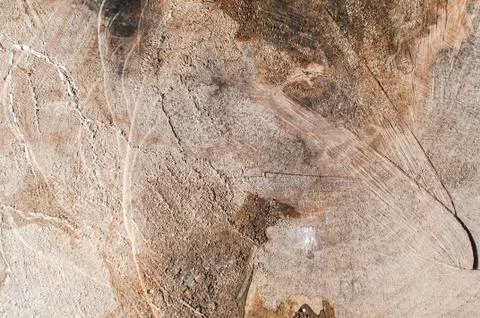 Cut oak surface closeup Stock Photos