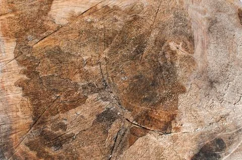 Cut oak surface closeup Stock Photos