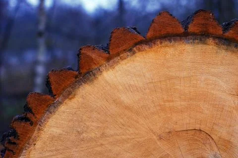 Cut oak trunk Stock Photos