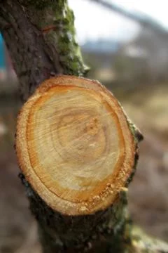 Cut of an old cherry tree branch in the spring orchard Stock Photos