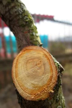 Cut of an old cherry tree branch in the spring orchard Stock Photos