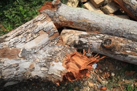 Cut old large timber Stock Photos