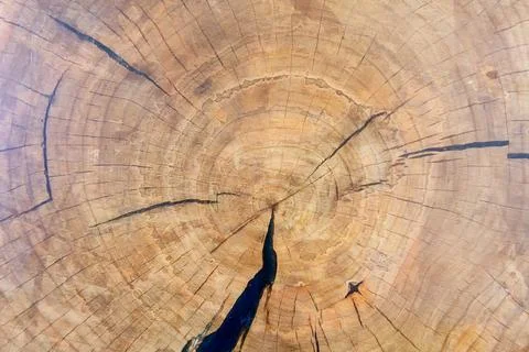 Cut of old tree with cracks close-up Stock Photos