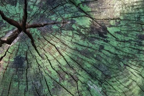 A cut of an old tree stump with deep cracks and remnants of old green paint f Stock Photos