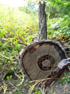Cut of an old tree trunk Stock Photos