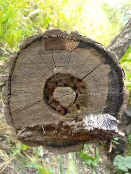 Cut of an old tree trunk Stock Photos