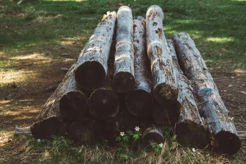 The cut old tree trunks lie on top of each other against the background of th Stock Photos
