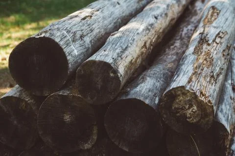 The cut old tree trunks lie on top of each other against the background of th Stock Photos
