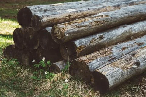 The cut old tree trunks lie on top of each other against the background of th Stock Photos
