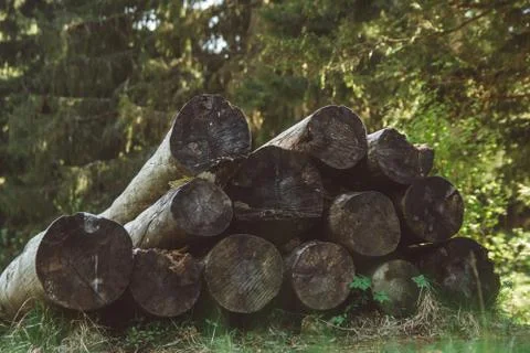 The cut old tree trunks lie on top of each other against the background of th Stock Photos