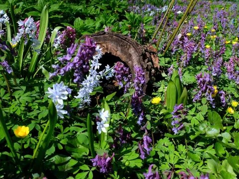 A cut of the old trunk among the spring flowers Stock Photos