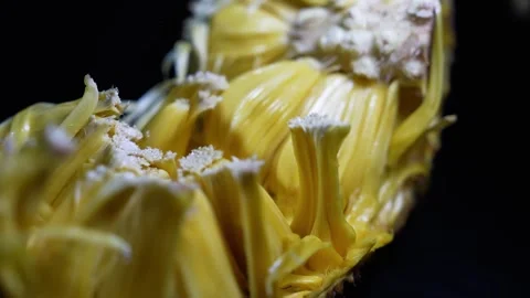 Cut open jackfruit with bright yellow flesh on a dark background, Cut open .. Stock-Footage 339022490