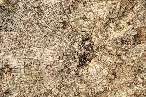Cut or cut of an old tree close up background Stock Photos