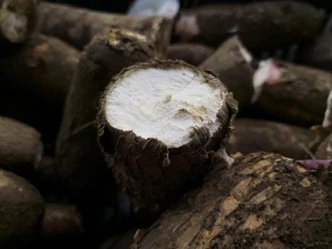 Cut or slice of a root of Manihot esculenta or cassava, manioc, yucca or cassava Stock Photos