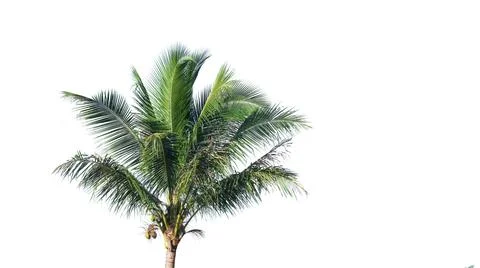 Cut out coconut tree top on a white background, with clipping paths showcas.. Stock Photos