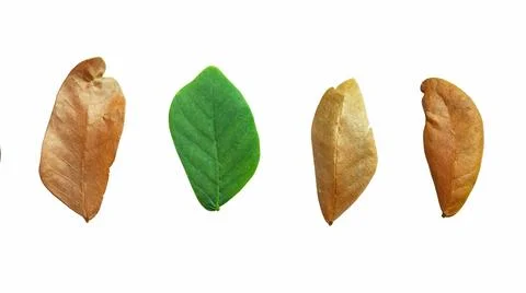 Cut out dried Rain tree leaves with clipping paths on white background, bro.. Stock Photos
