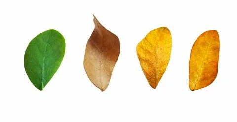 Cut out dried Rain tree leaves with clipping paths on white background, bro.. Stock Photos