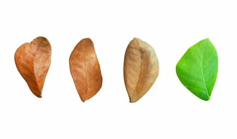 Cut out dried Rain tree leaves with clipping paths on white background, bro.. Stock Photos