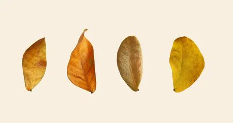 Cut out dried Rain tree leaves with clipping paths on white background, bro.. Stock Photos