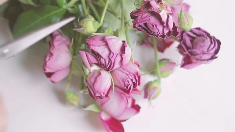 Cut out the dry roses 動画素材 74958109