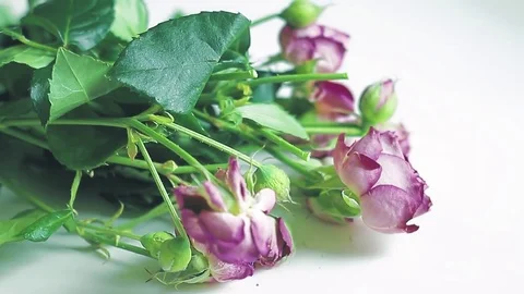 Cut out the dry roses with scissors Stock Footage 74958167