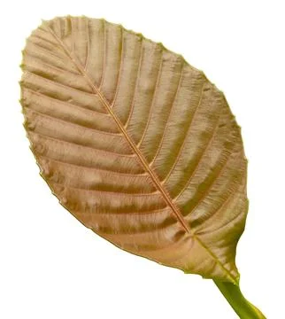 This cut out element features a large leaf with clear details of its surface  Stock Photos