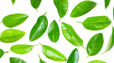 Cut-out of a green lime leaf on a white background with clipping paths, sho.. Stock Photos