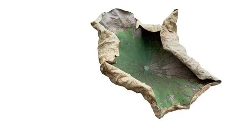 Cut out image of an almost dry lotus leaf on a white background with clippi.. Stock Photos