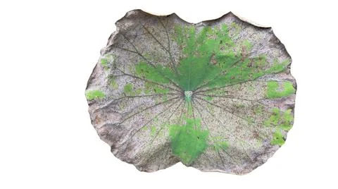 Cut out image of an almost dry lotus leaf on a white background with clippi.. Stock Photos