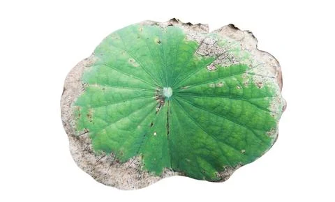 Cut out image of an almost dry lotus leaf on a white background with clippi.. Stock Photos