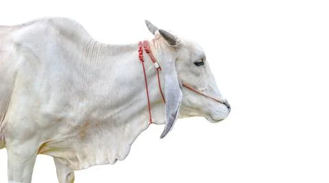Cut out image of cow with precise clipping paths, set against a clean white.. Stock Photos