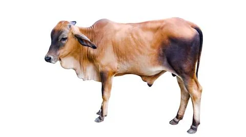 Cut out image of cow with precise clipping paths, set against a clean white.. Stock Photos