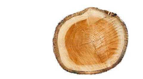 Cut-out image of a cross-section of a log on a white background with clippi.. Stock Photos