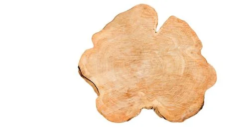 Cut-out image of a cross-section of a log on a white background with clippi.. Stock Photos