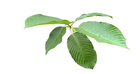 Cut-out image of Kratom or Mitragyna speciosa Korth leaves with clipping pa.. Stock Photos