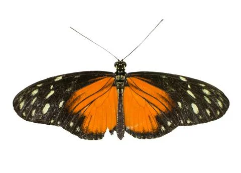 Cut out image of a longwing butterfly Stock Photos