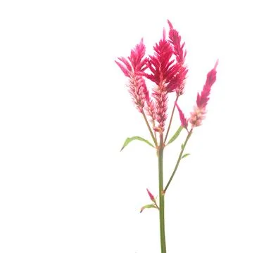 A cut-out image of a red cockscomb or Celosia flower with detailed clipping.. Stock Photos