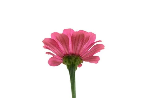 Cut out low angle view of pink zinnia flower isolated on white background Stock Photos