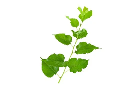 A cut out of Mulberry leaf with precise clipping paths, set against a white.. Stock Photos