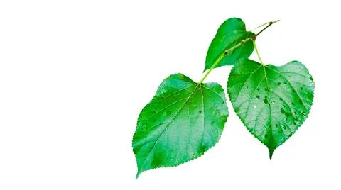A cut out of Mulberry leaf with precise clipping paths, set against a white.. Stock Photos