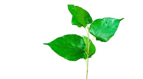 A cut out of Mulberry leaf with precise clipping paths, set against a white.. Stock Photos