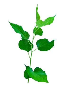 A cut out of Mulberry leaf with precise clipping paths, set against a white.. Stock Photos