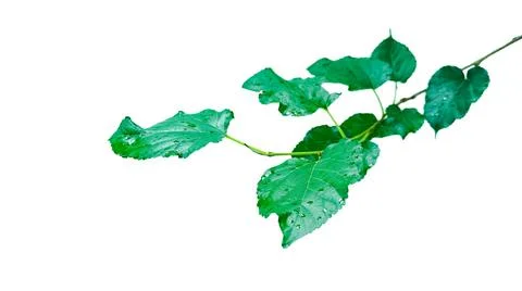 A cut out of Mulberry leaf with precise clipping paths, set against a white.. Stock Photos