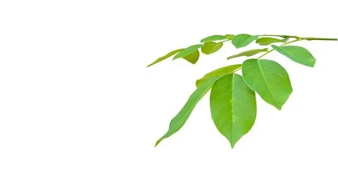 Cut out Pterocarpus Macrocarpus or Burma padauk leaves with clipping paths .. Stock Photos