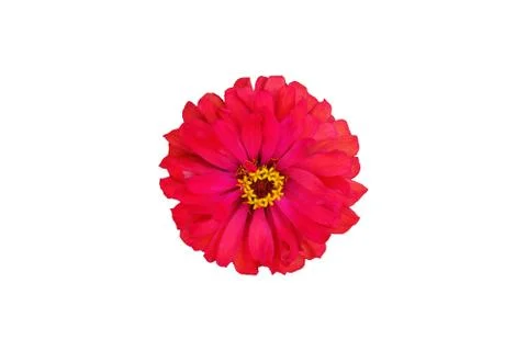 Cut out red zinnia elegans dahlia flower Stock Photos