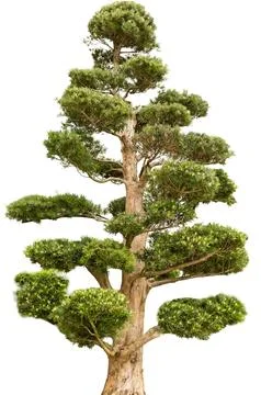 This cut out shows a tall tree with thick layers of green leaves. The tree .. Stock Photos